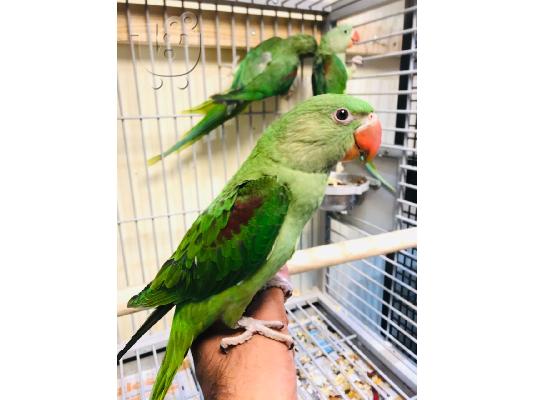 PoulaTo: Ήρεμο μωρό Alexdrain Talking Parrot.